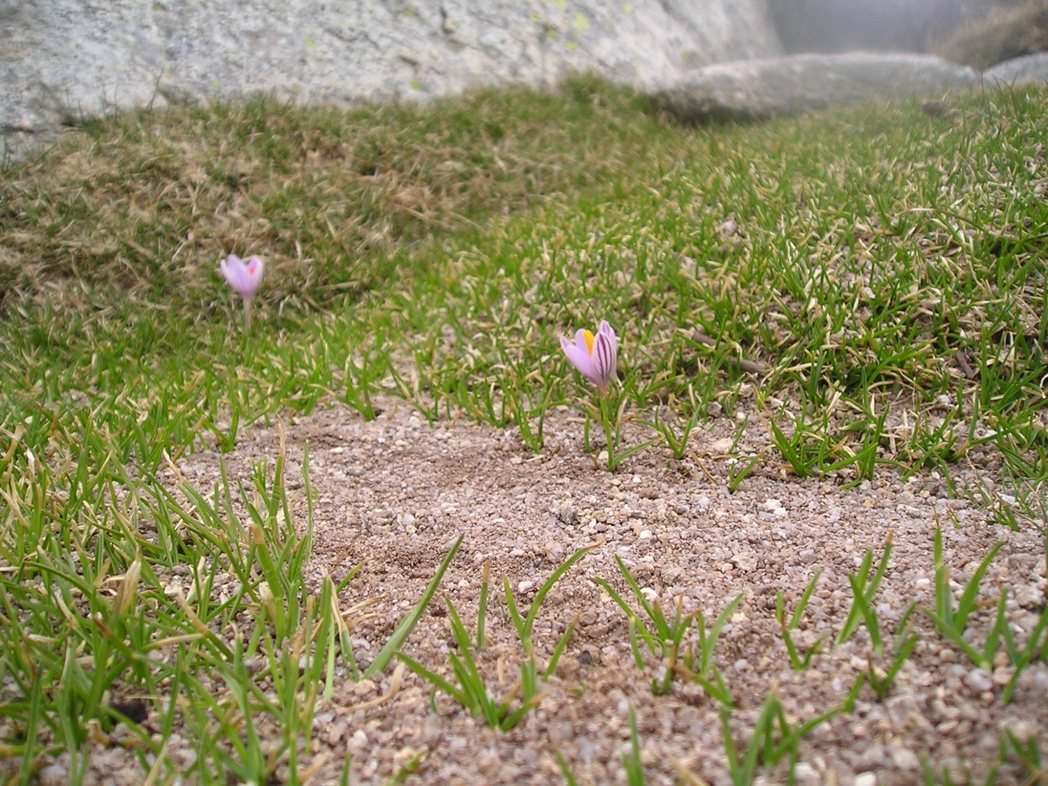 Crocus.