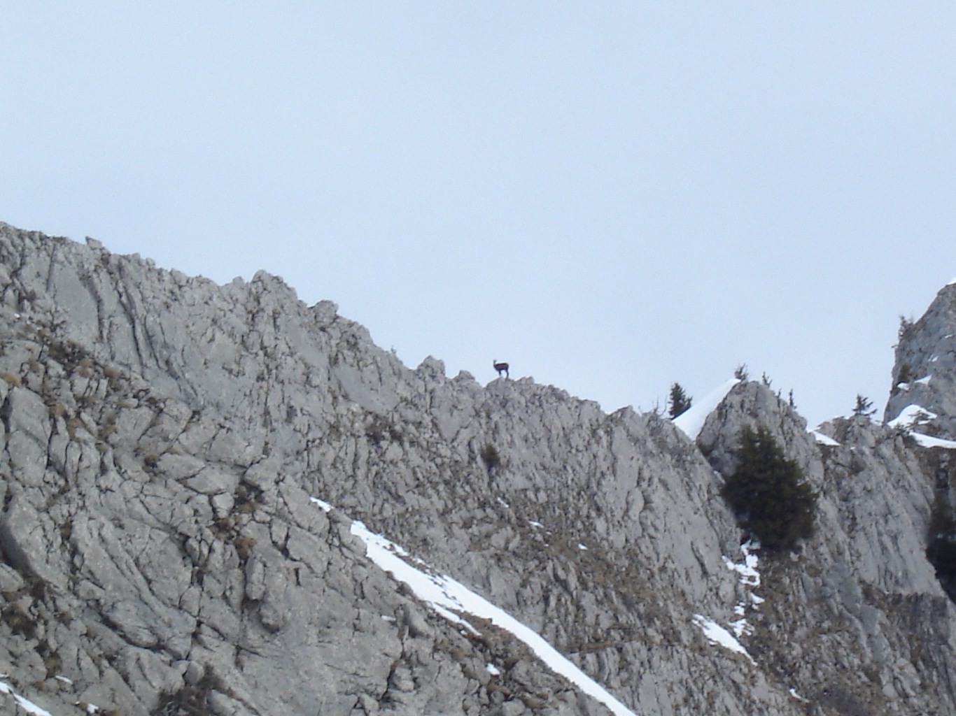 le chamois