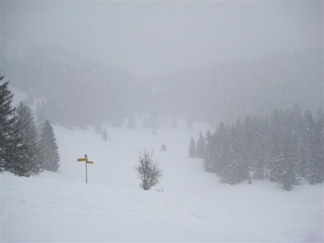 sortie de forêt 1320m