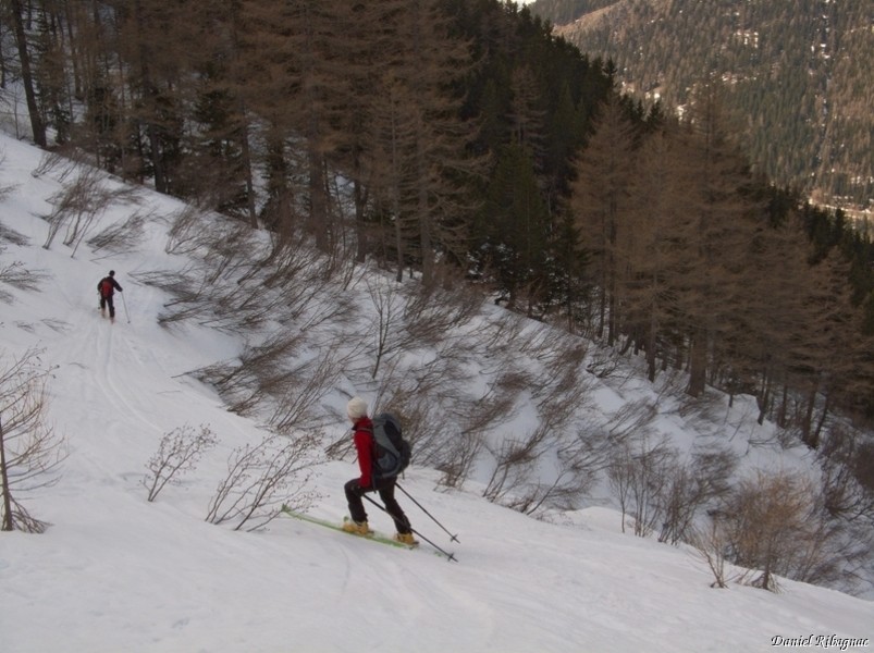 Aulnes dans la combe de Veudale