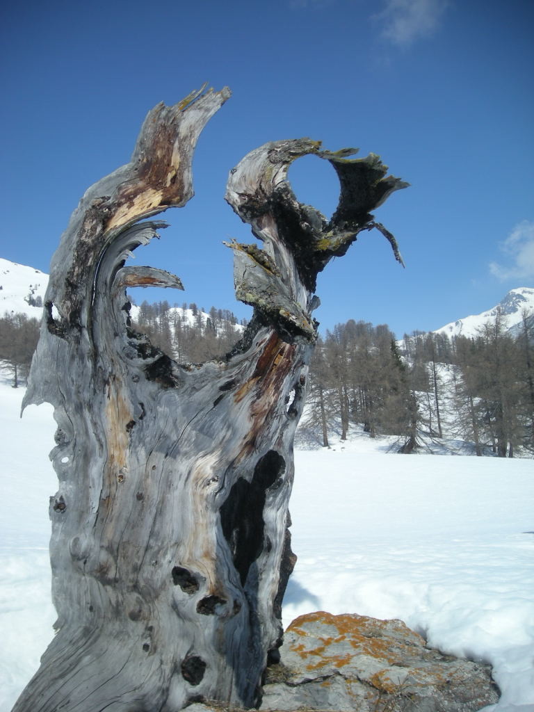 Un beau tronc d'arbre