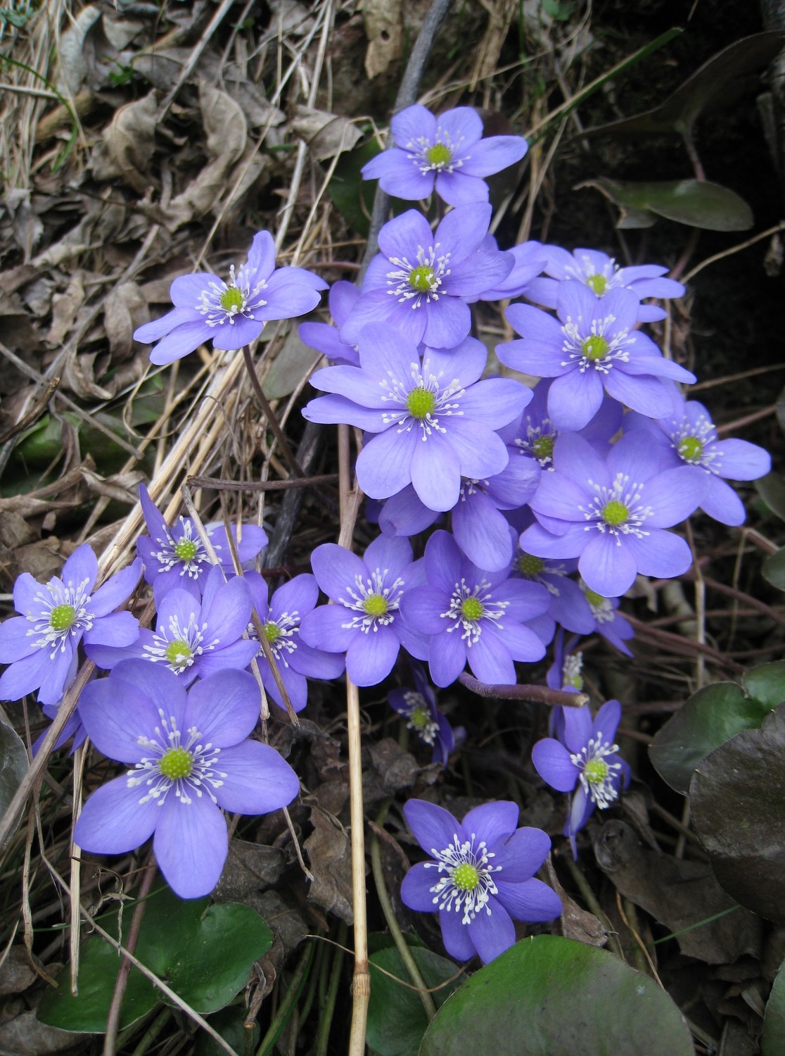Printemps!