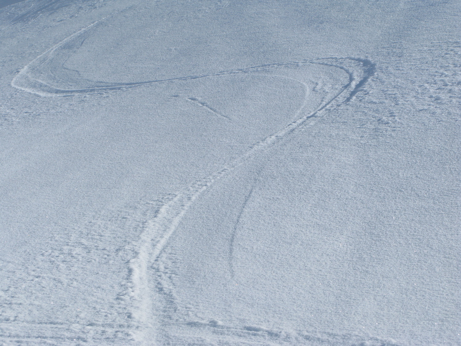 Serpent blanc ...