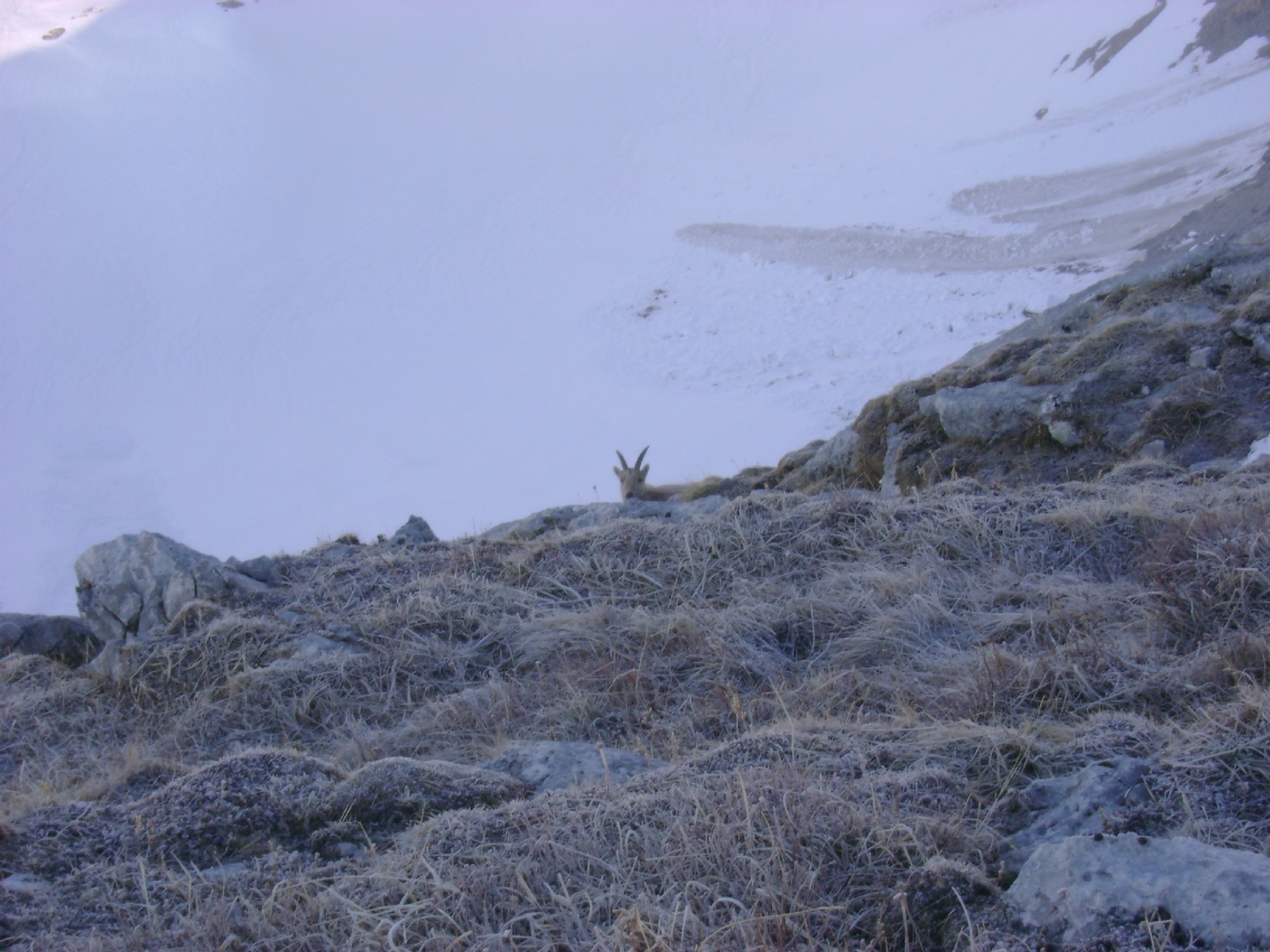 Grande Jumelle: chamois sur la face S