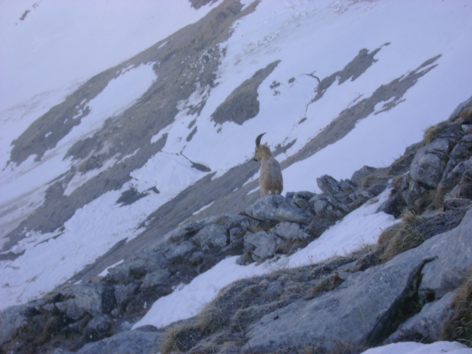 Grande Jumelle: chamois sur la face S