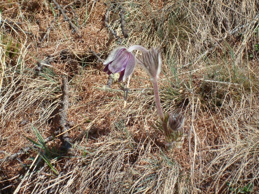 Anémone à l'arrivée