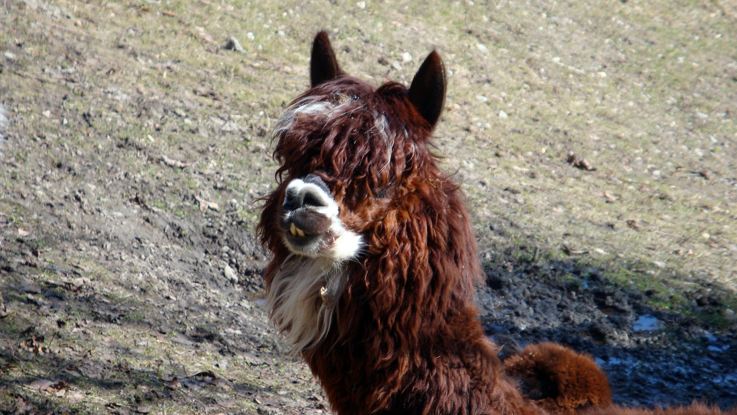 Drole de chamois ?