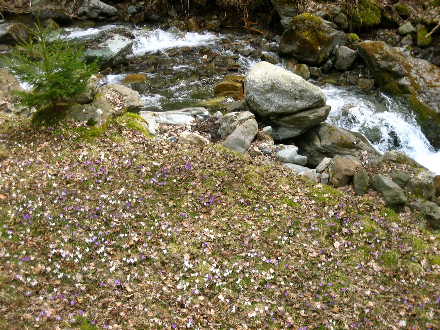 Les petites fleurs sont de sortie