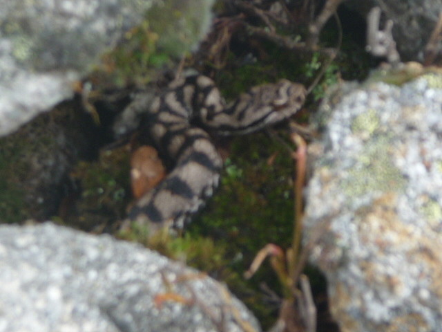 Notre vipère de 60cm à 2000m d'altitude...surtout ne pas les tuer,elles sont trés peureuses et trés utiles ds la nature
