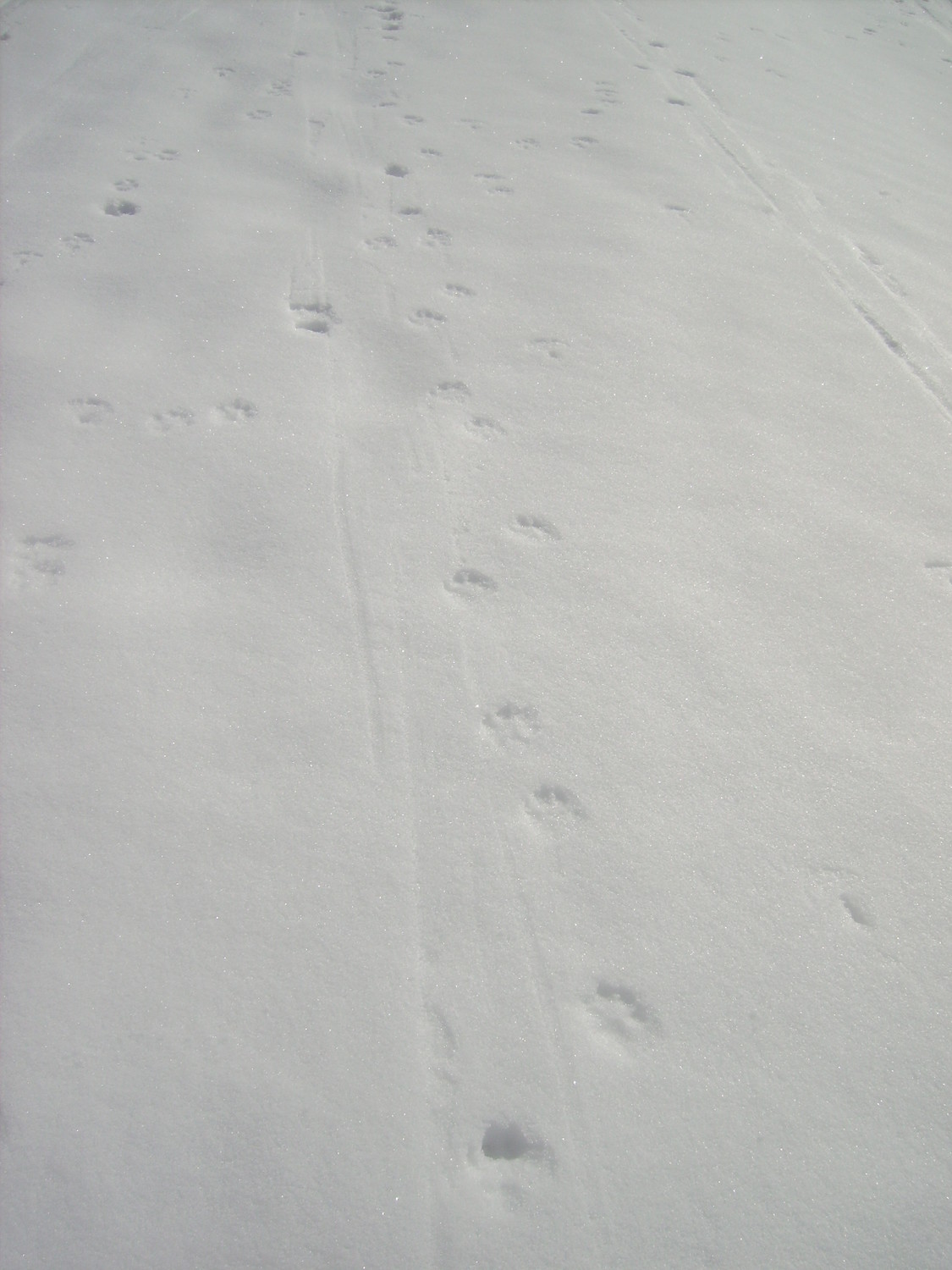 Traces lupines 2