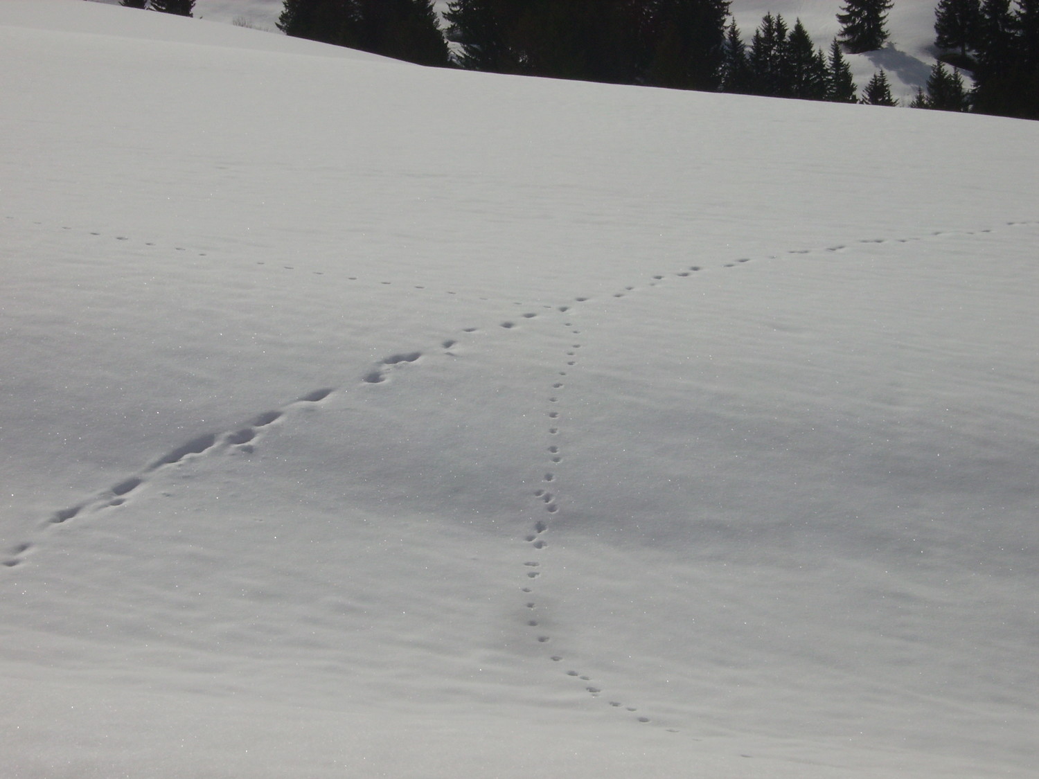 Traces lupines 3