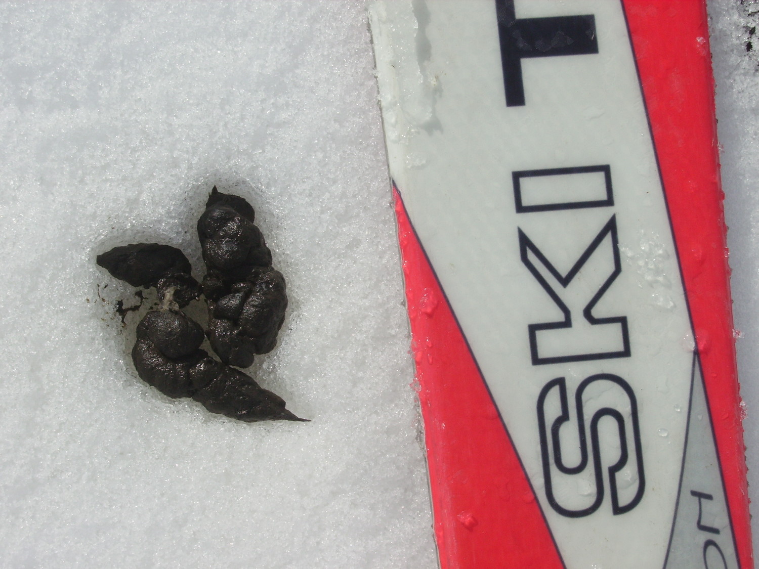 Feces et ski gauche