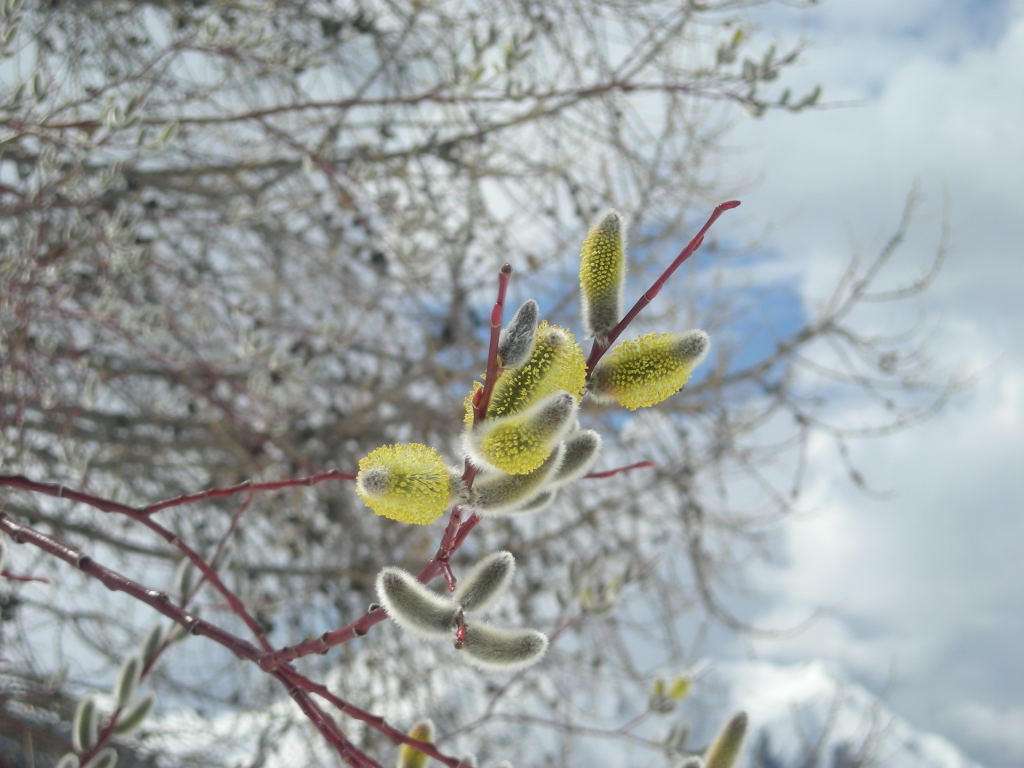 C'est le printemps qui s'annonce avec les saules