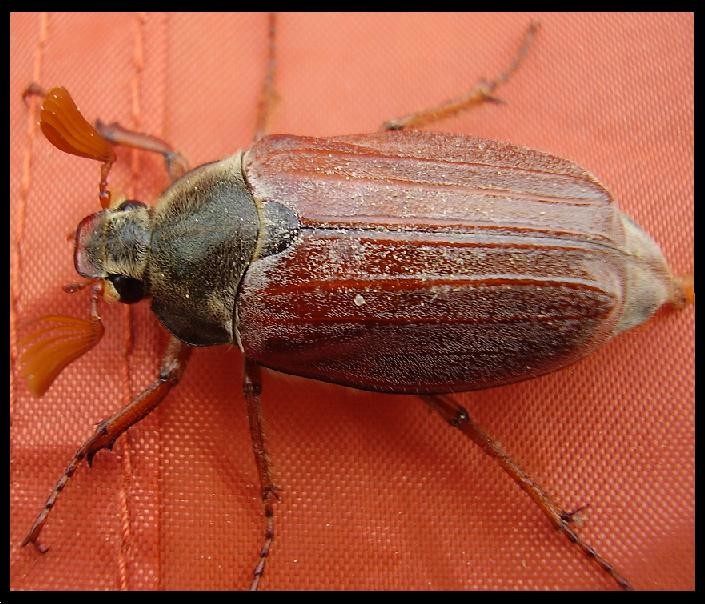 Coléoptère