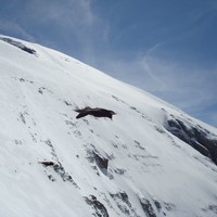 Chocard