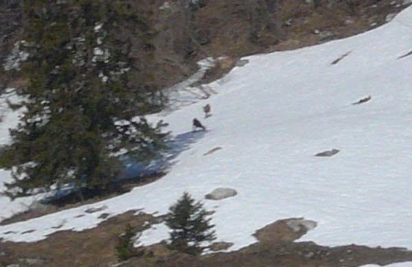 Chamois