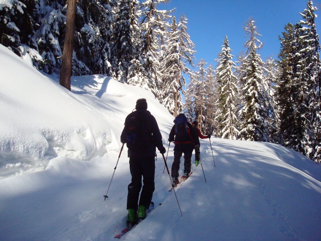 Forêt