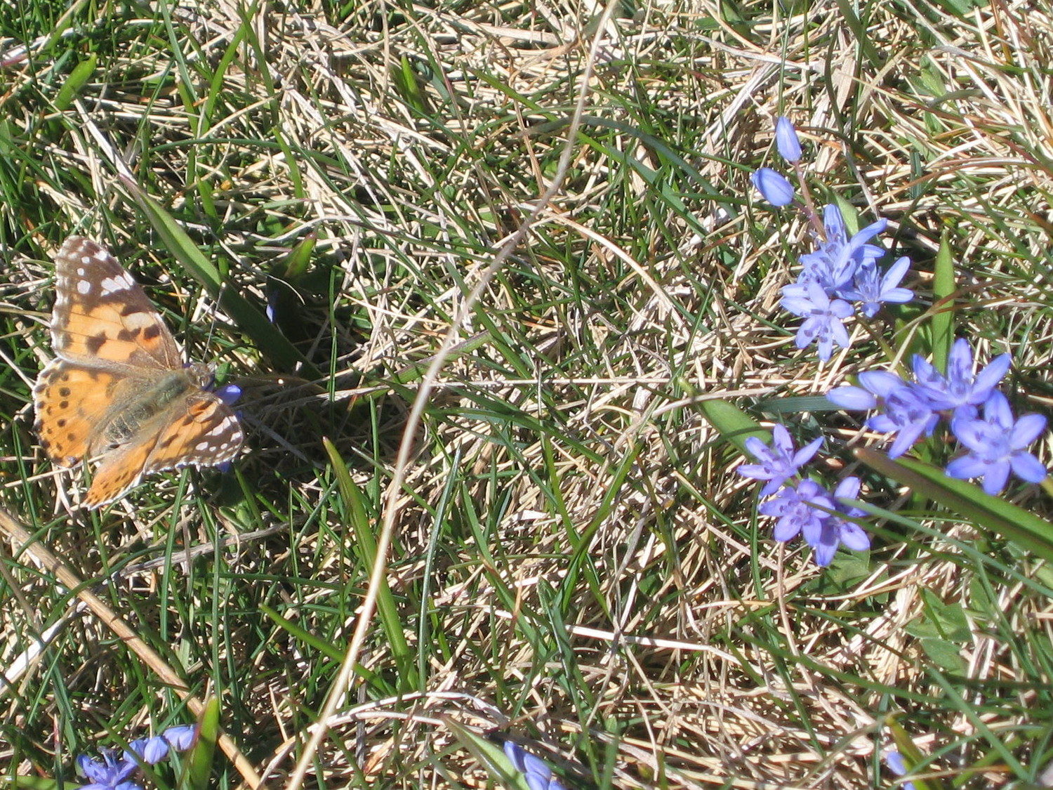 belle dame et scilles: le printemps est là!