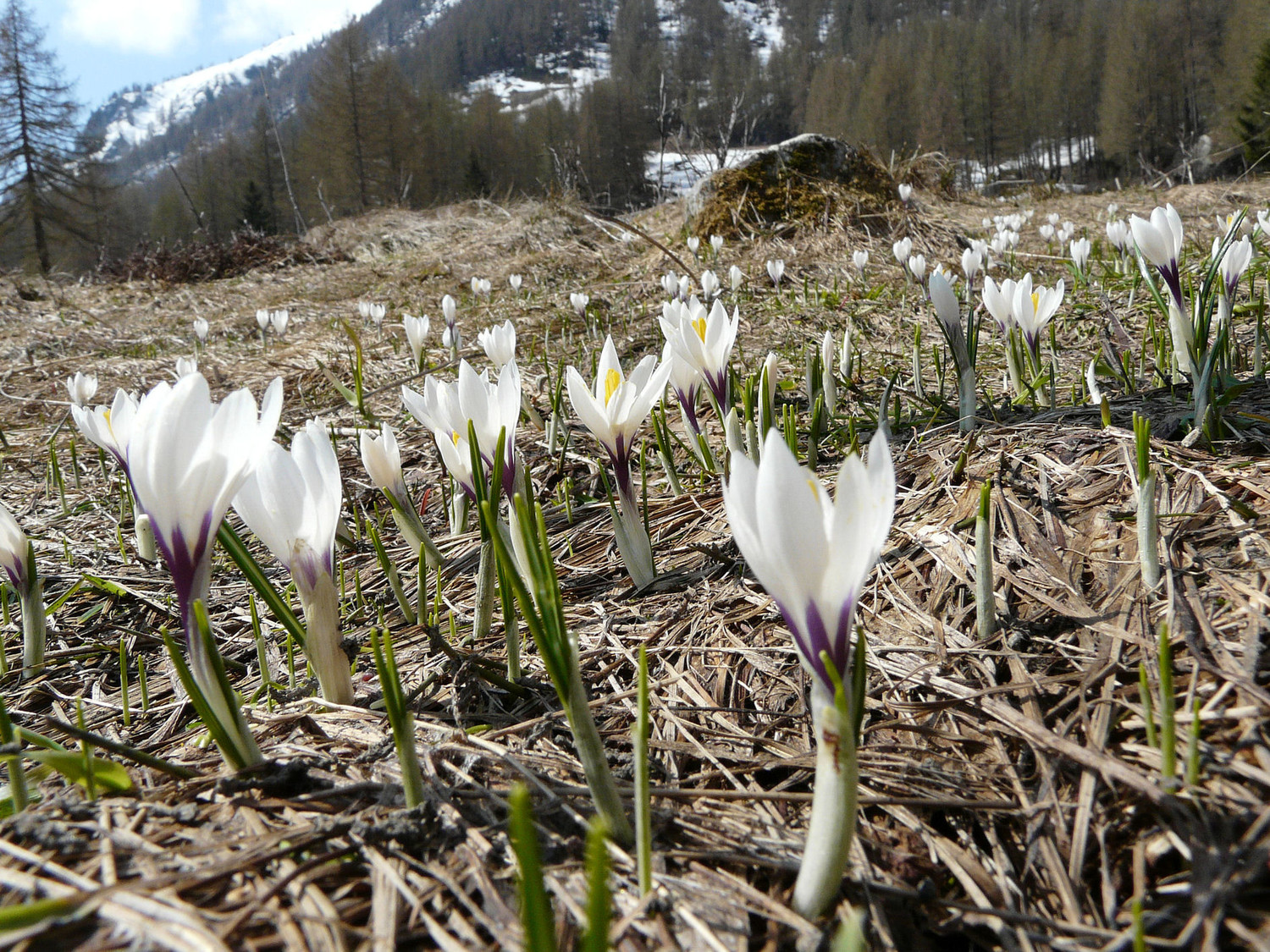 Enfin le printemps au hameau du Buet