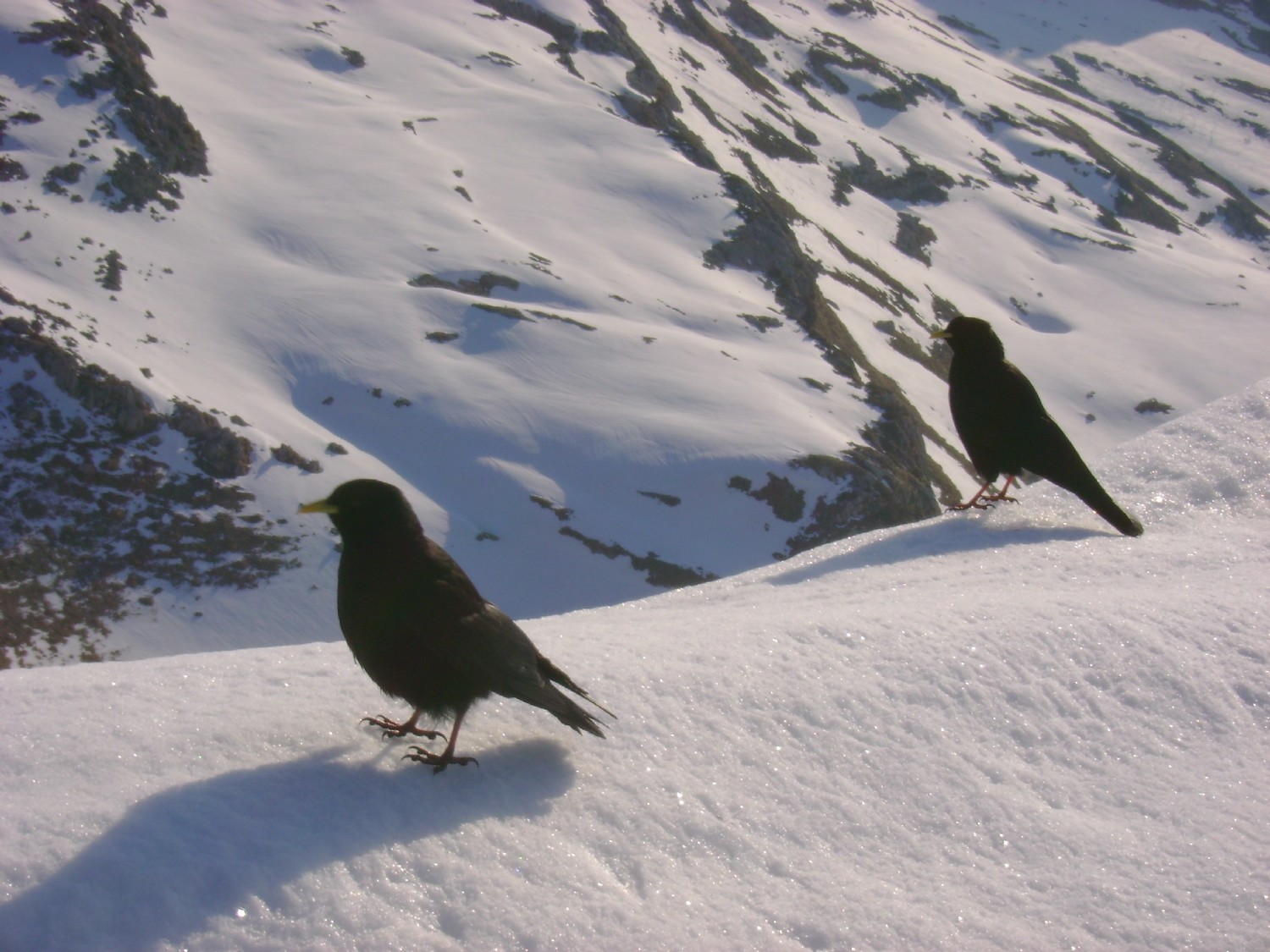 Des chocards très courageux