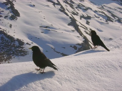 Des chocards très courageux