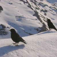 Des chocards très courageux