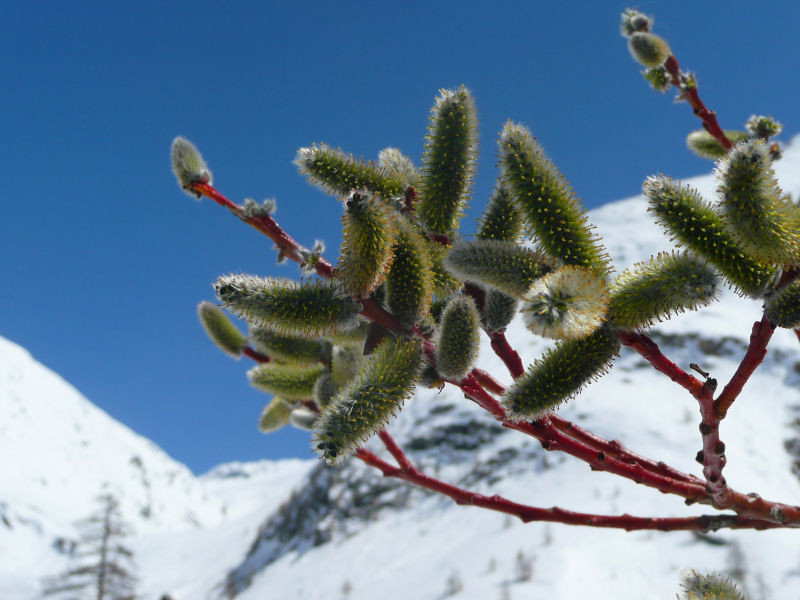 malgré la neige, c'est le printemps.