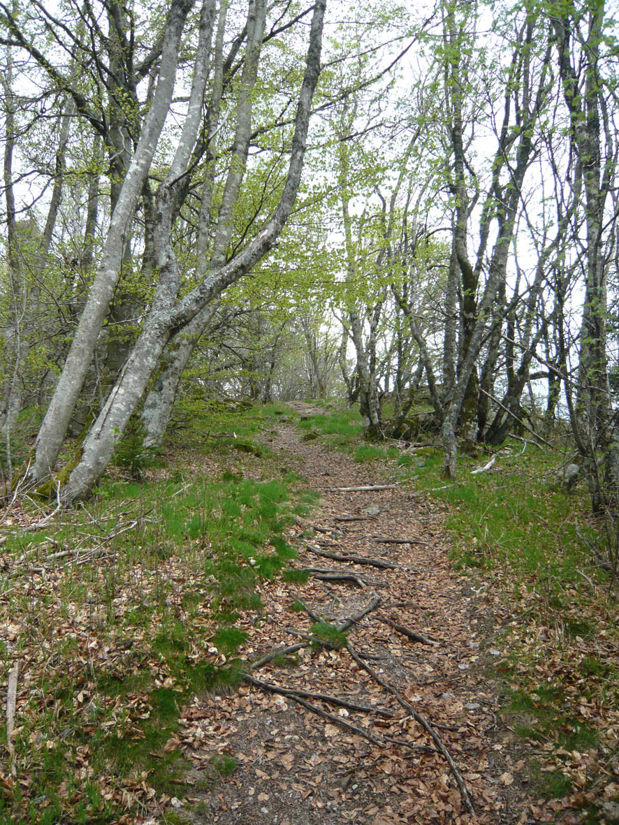Chemin dans la hêtraie