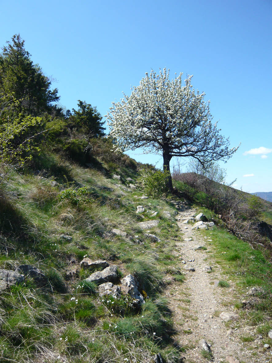 Chemin de draille