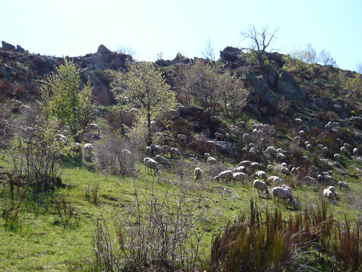 Troupeau de brebis