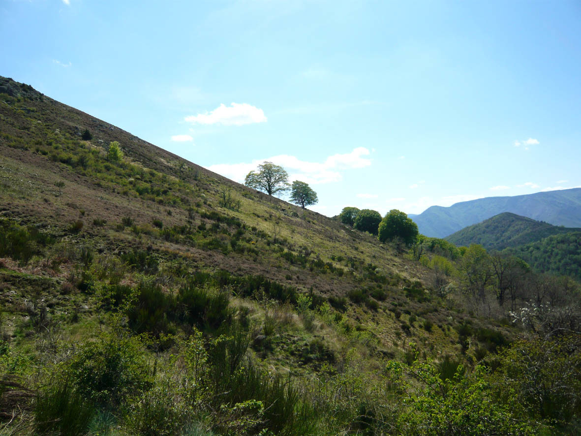 Colline cévenole