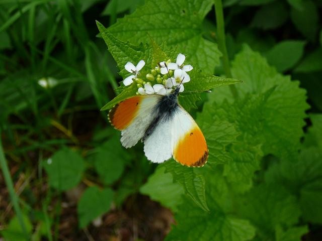 L'Aurore ou Anthocharis cardamines = période uniquement au printemps
