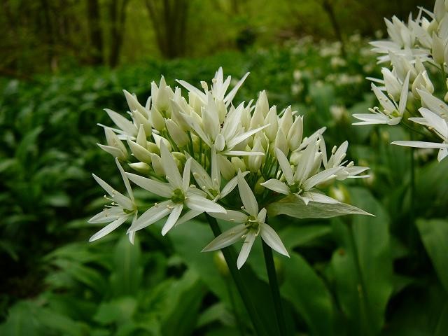 Ail des Ours (commestible)