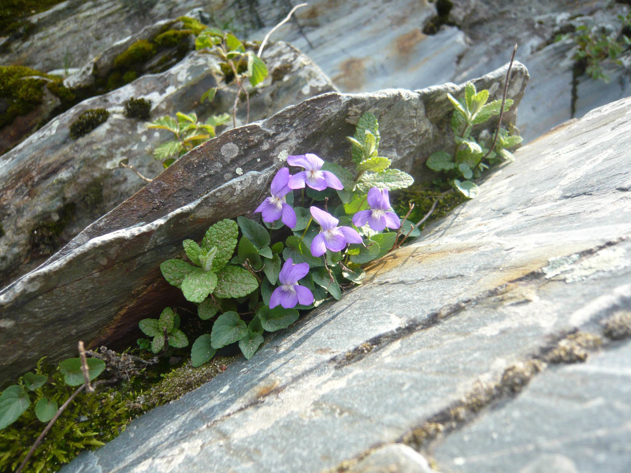 Violettes