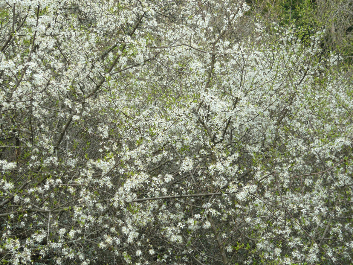 Buisson en fleurs