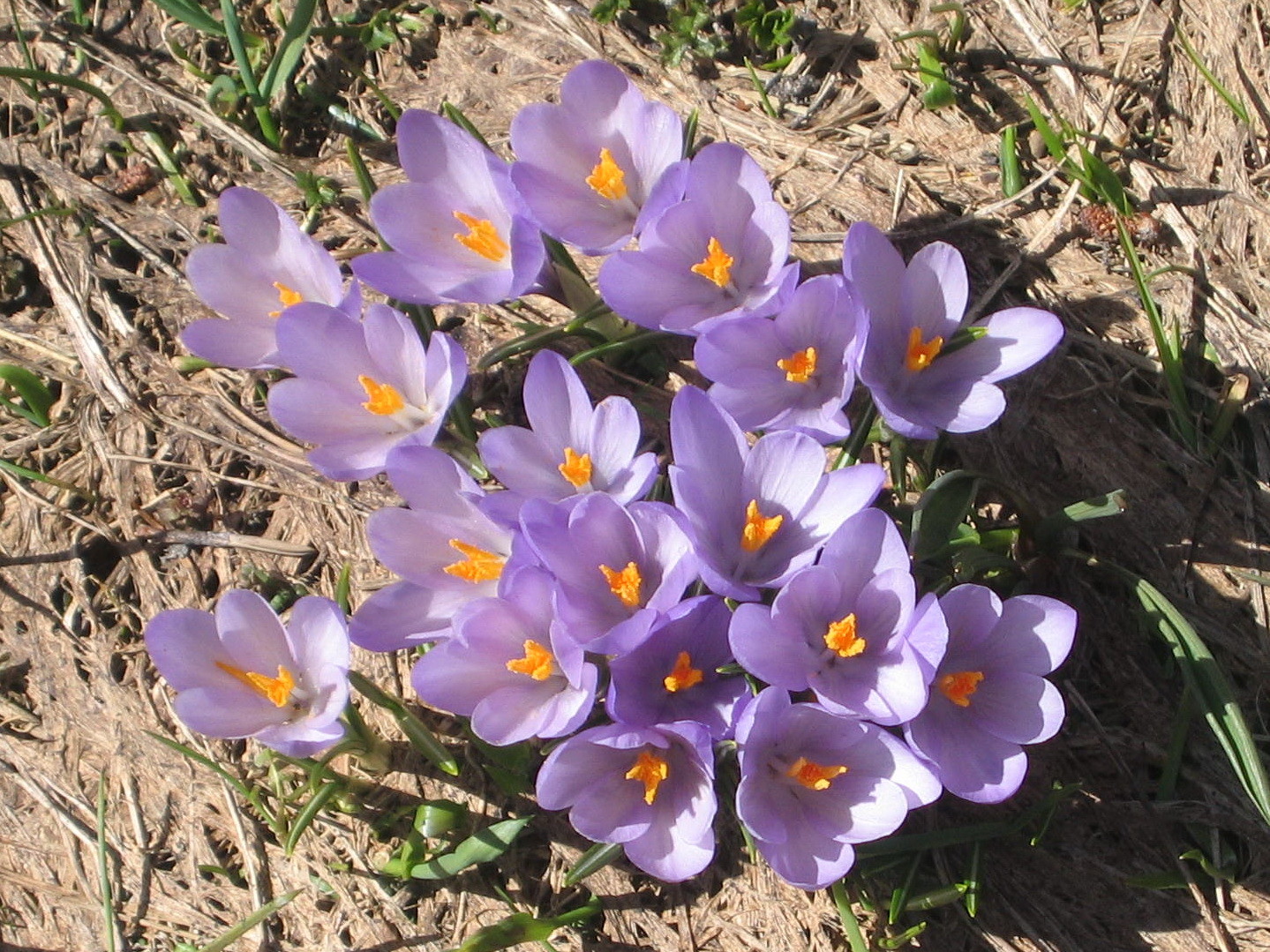 crocus en touffe, vers Pré Peyret