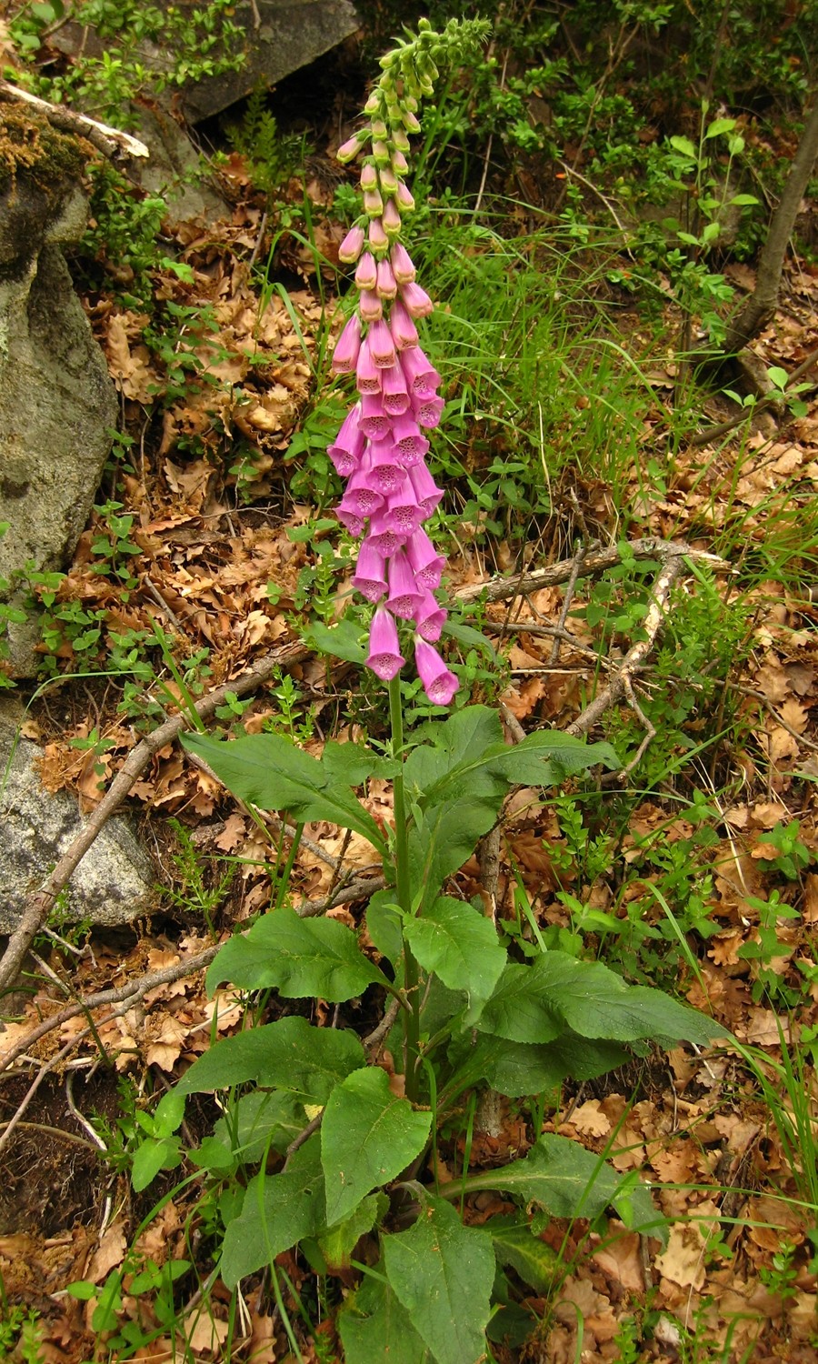 digitale pourpre (Digitalis purpurea), plante toxique