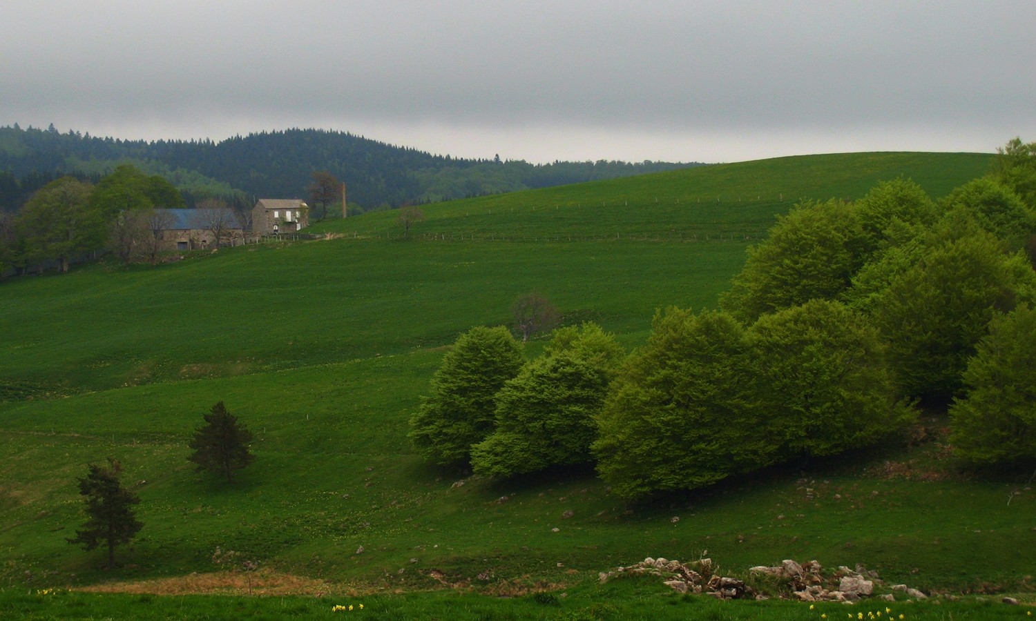 Ferme du plateau ardéchois et bosquet de hêtres