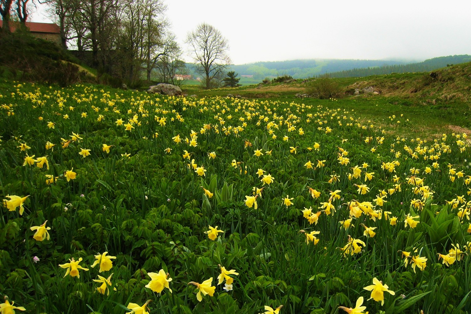 Les jonquilles fleurissent les pâtures : 13 mai, et l'hiver finit à peine sur le plateau ardéchois