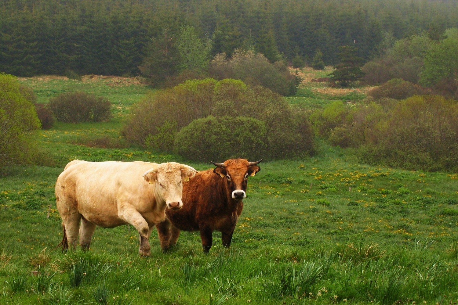 A gauche, une charolaise ; à droite, une aubrac. Ce sont deux races à viande (dites aussi allaitantes).