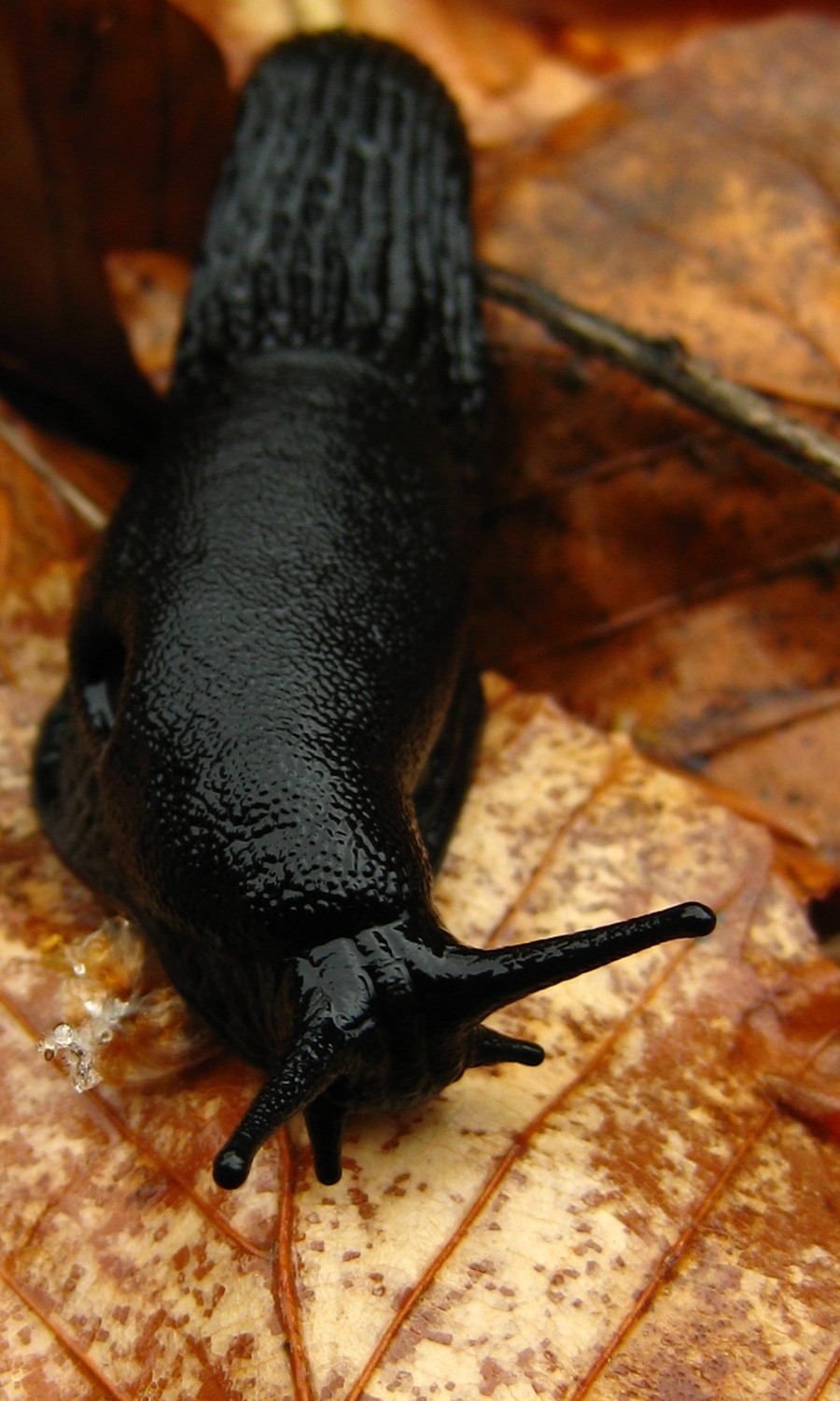 Limace noire et feuille morte de hêtre.