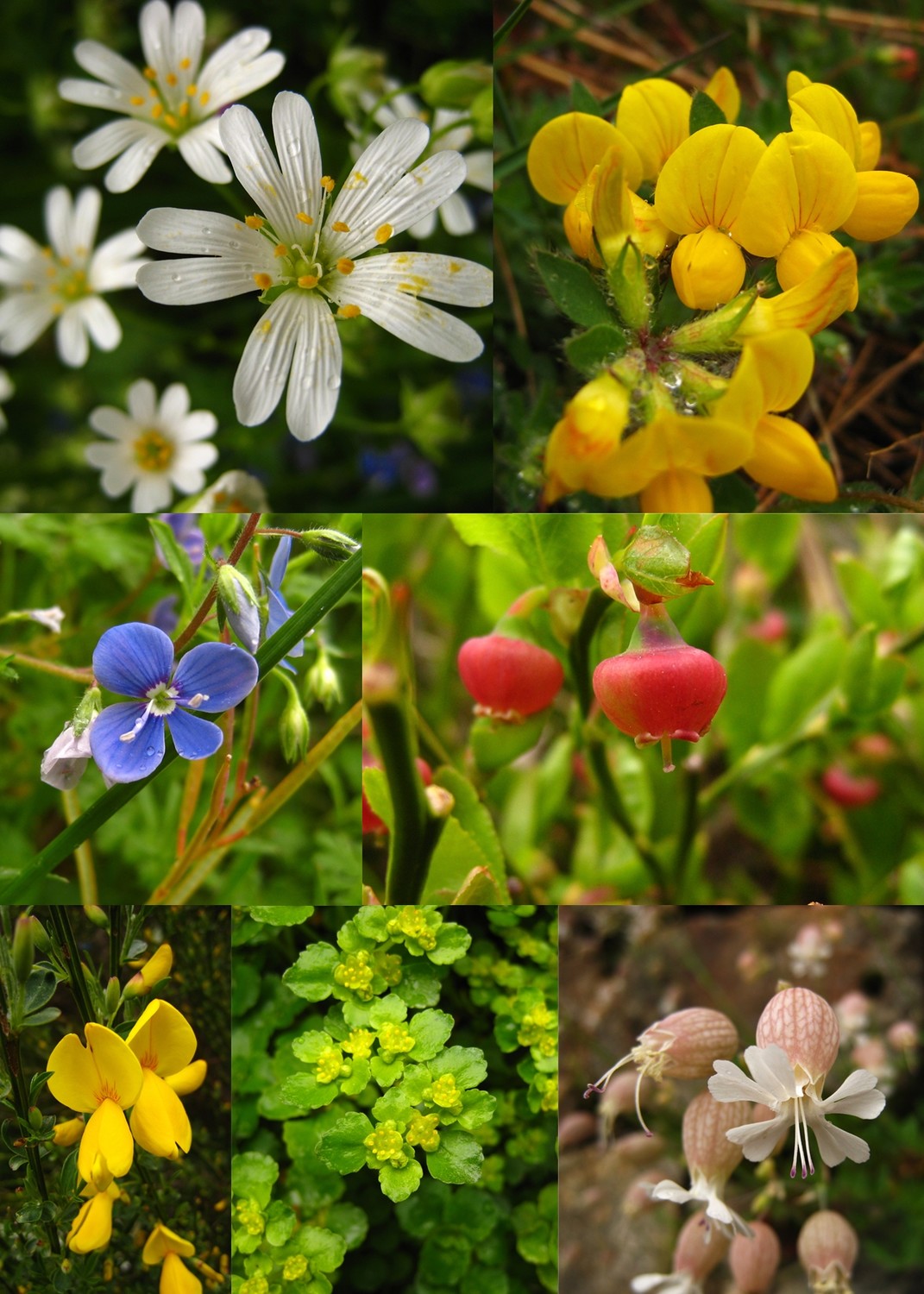 Flore de Haute-Ardèche
