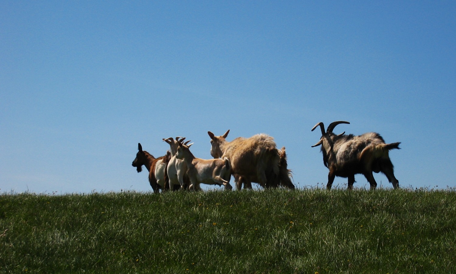 chèvres aux Audouards