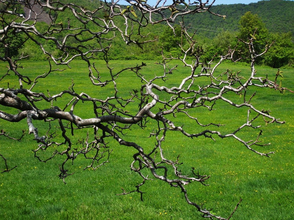 branches