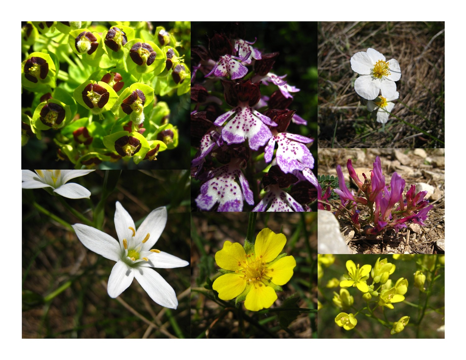 flore de l'Ardèche rhodanienne (1)