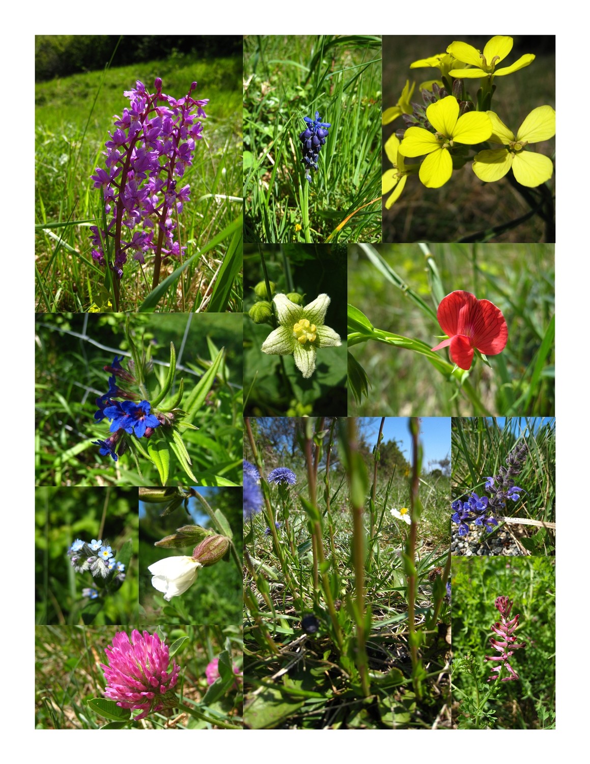 flore de l'Ardèche rhodanienne (2)