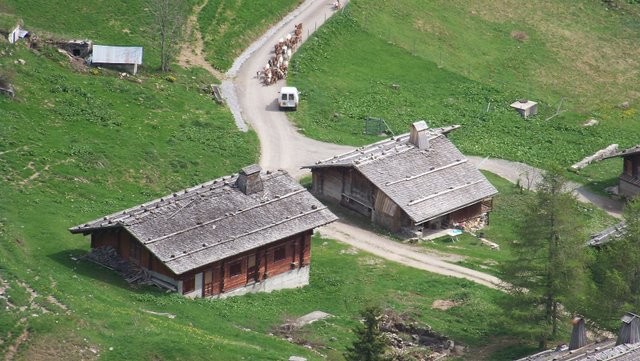 les biquettes vont au pré