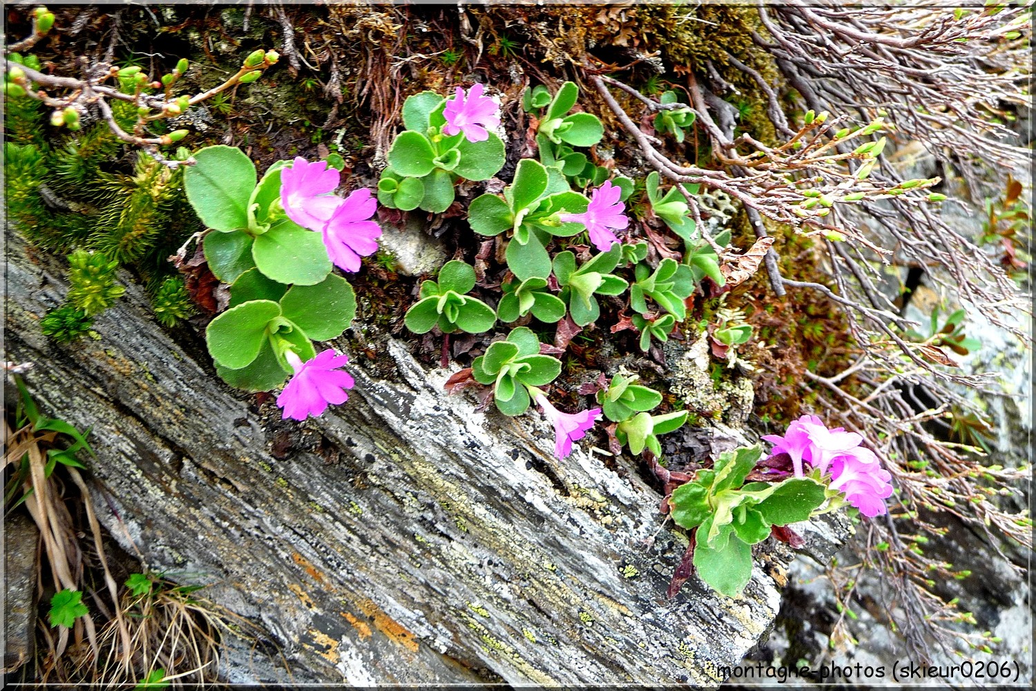 La nature a reprit ses droits