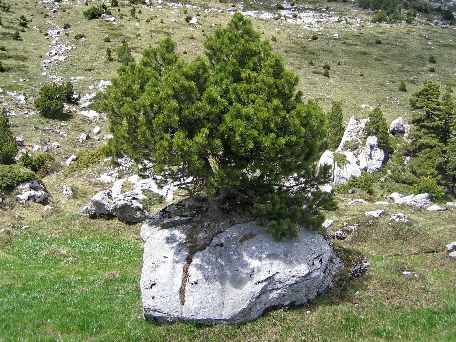 bonzai, dans le val marcieu