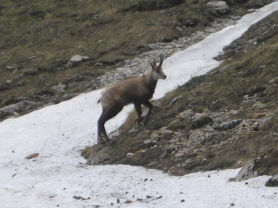 chamois sous le col de Bellefond